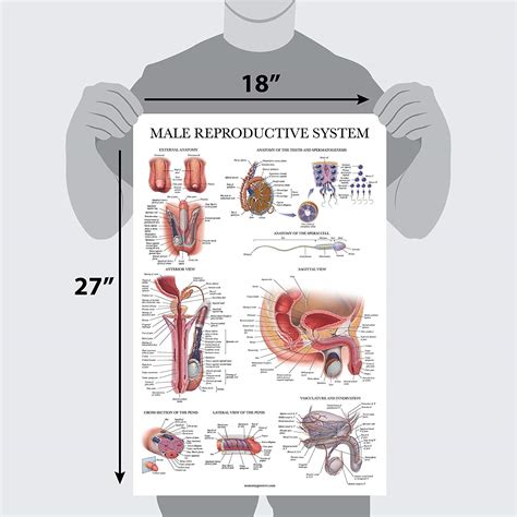 big black ballsack|Male Sexual Anatomy .